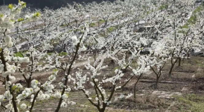 忠县春日赏花图鉴｜黄金镇·佛耳岩景区