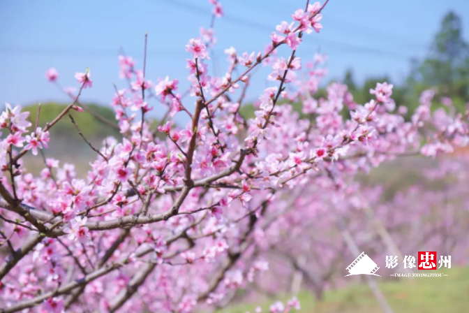 听，桃花在唱歌｜黄金镇桃花村“村歌”即将首发