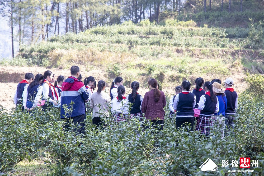 清明茶飘香 学生采茶忙